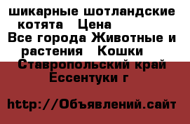 шикарные шотландские котята › Цена ­ 15 000 - Все города Животные и растения » Кошки   . Ставропольский край,Ессентуки г.